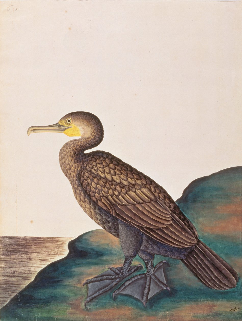 Nagy kormorán, a Madarak rajzaiból Malacca, 1805-1818 körül (wc papíron) alkotó: Chinese School