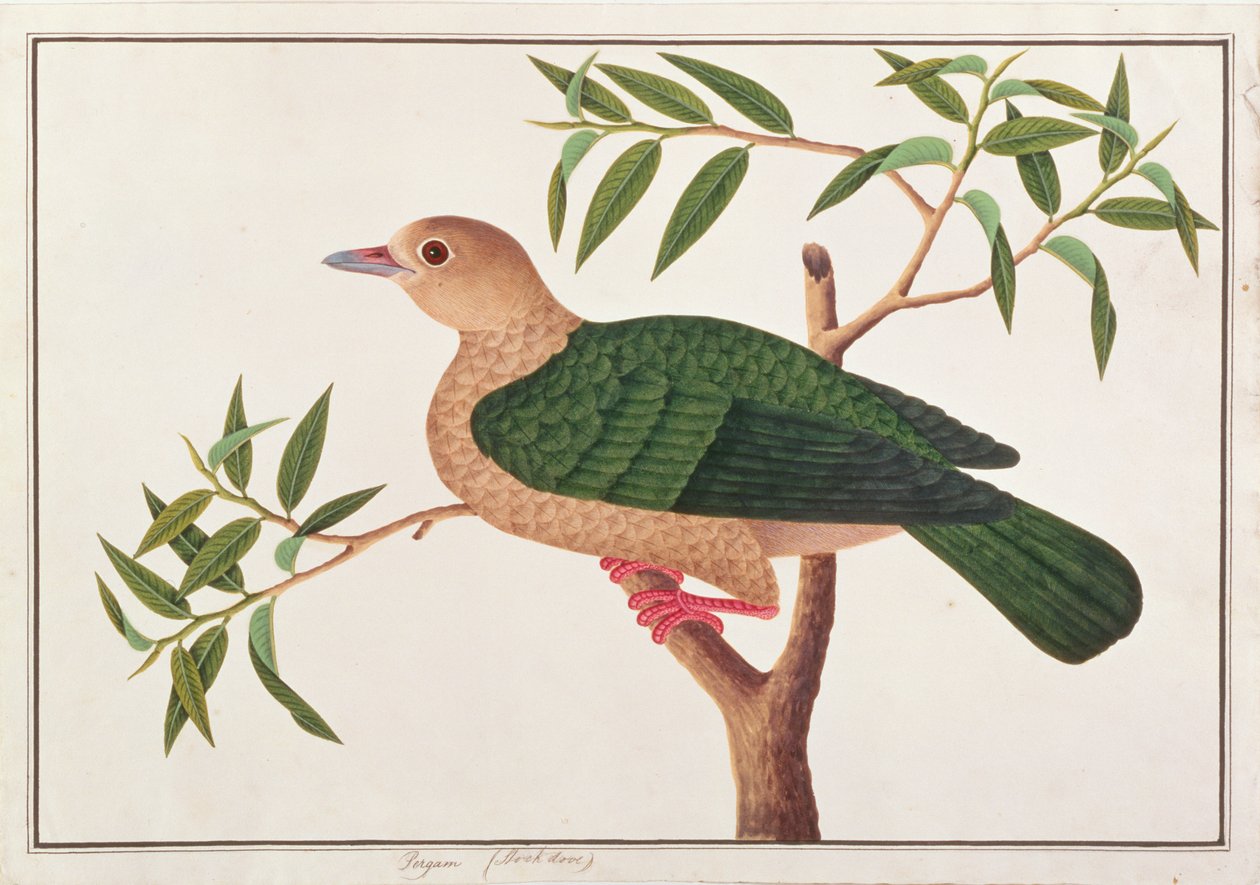Zöld birodalmi galamb, a Malaccai madarak rajzaiból, 1805-1818 körül (wc papíron) alkotó: Chinese School