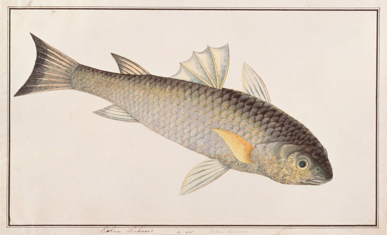 Gray Mullet, a Drawings of Fishes from Malacca, 1805-1818 körül (wc papíron) alkotó: Chinese School