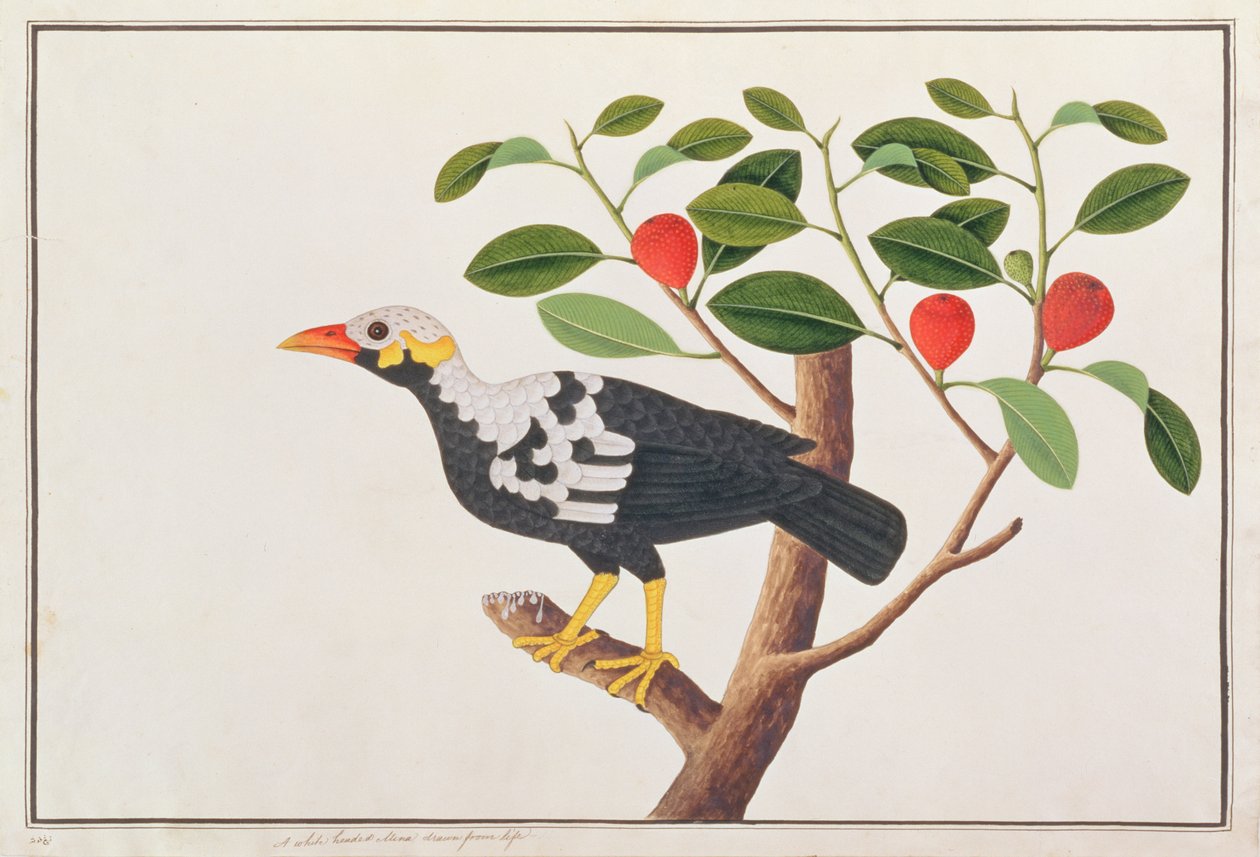 Hill Myna, a Madarak rajzaiból, 1805-1818 körül (wc papíron) alkotó: Chinese School