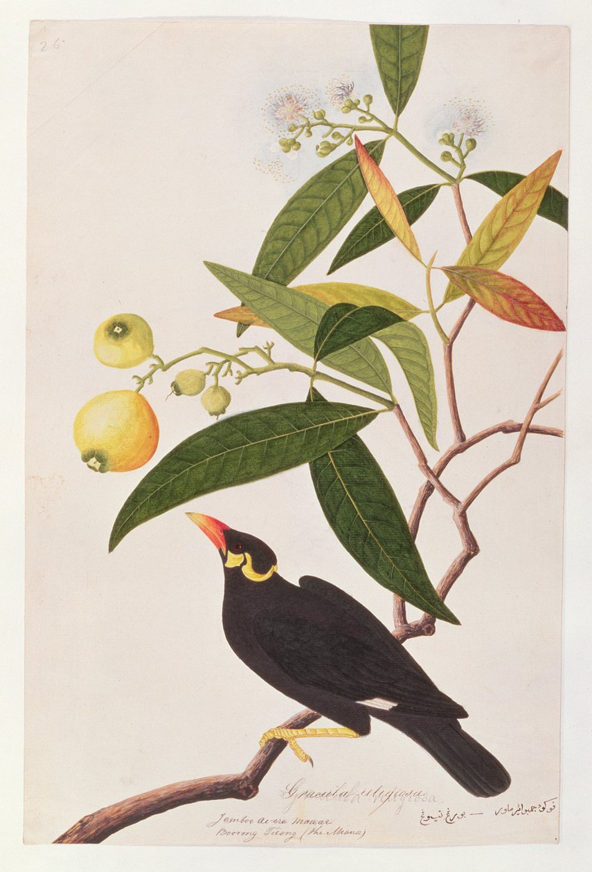 Hill Myna, a Madarak rajzaiból, 1805-1818 körül (wc papíron) alkotó: Chinese School