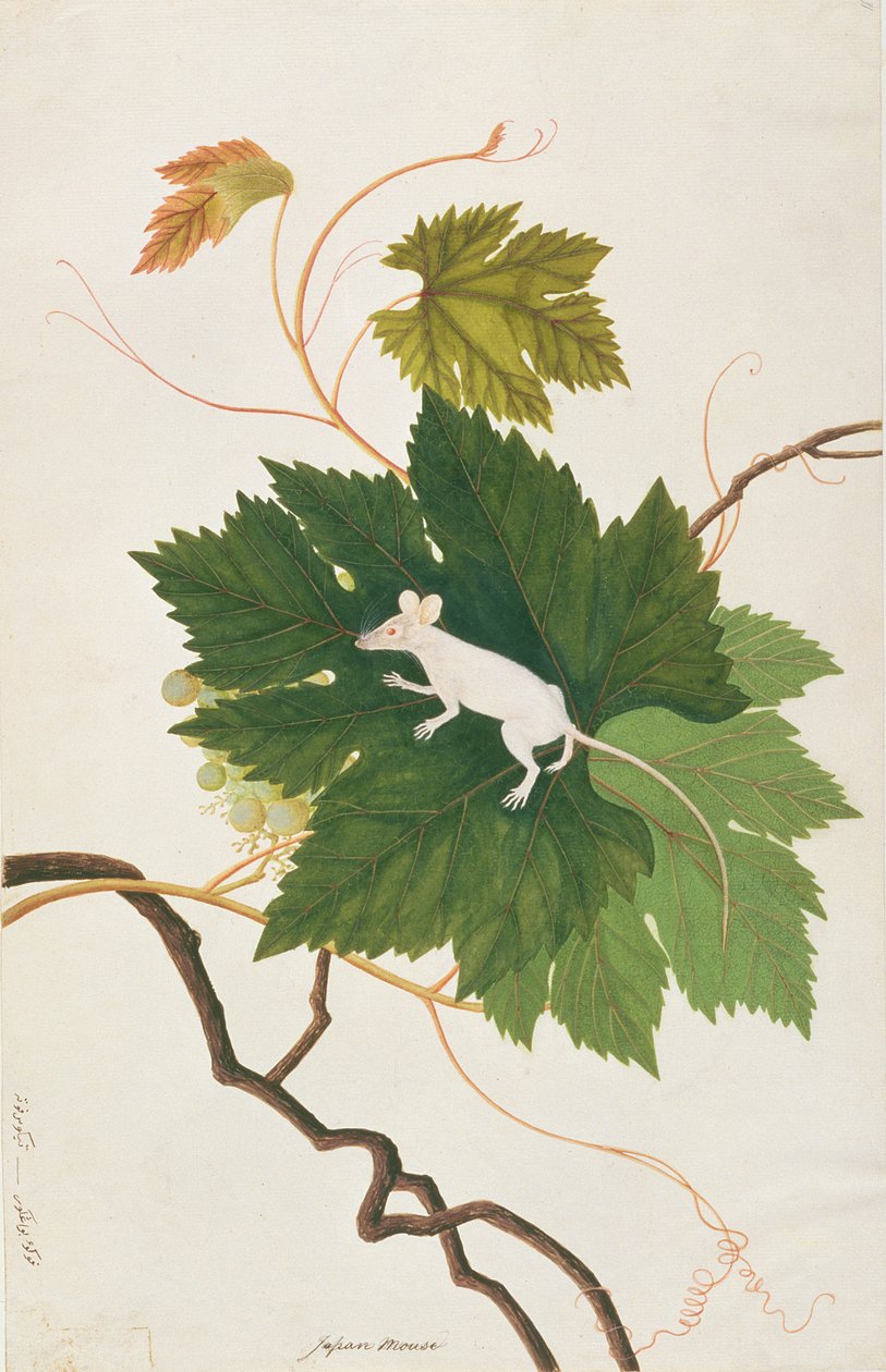 Házi egér, a Rajzok állatokról, rovarokról és hüllőkről Malaccából, 1805-1818 körül (wc és gouache papíron) alkotó: Chinese School