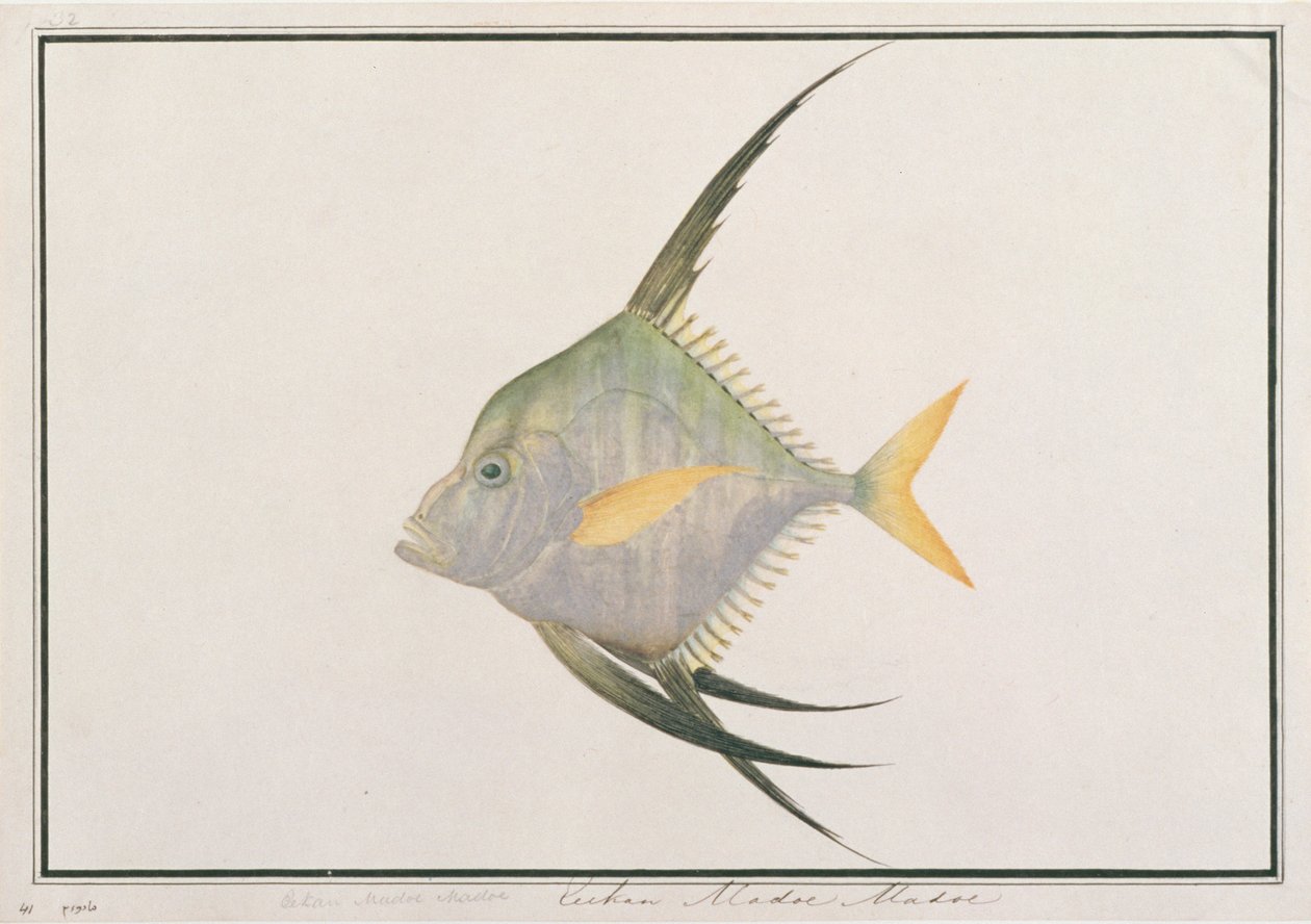 Indiai cérnahal, a Malaccai halak rajzaiból, 1805-1818 körül (wc papíron) alkotó: Chinese School