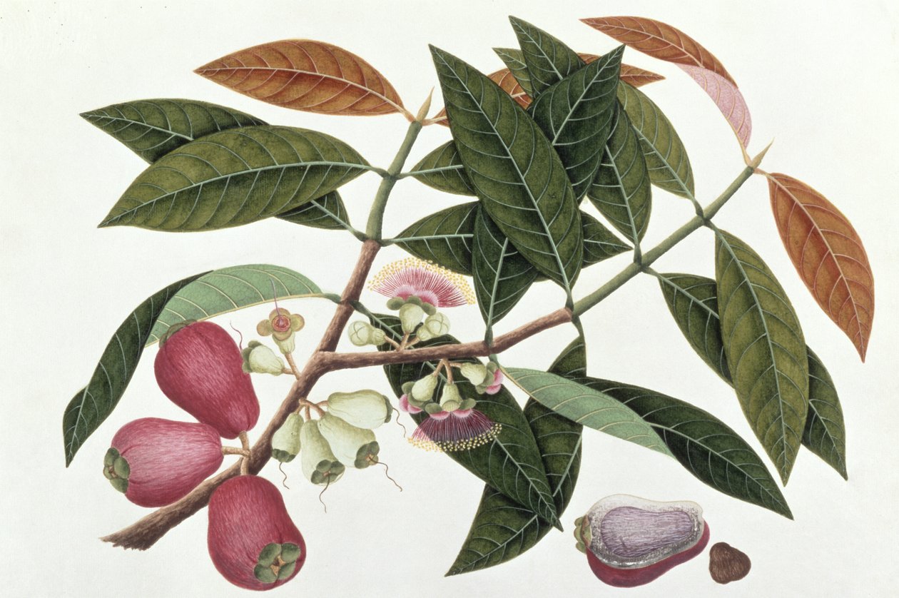 Jamboo Telore mera vagy Eugenia Malacceusis, a Drawings of Plants from Malacca, 1805-1818 körül (wc papíron) alkotó: Chinese School