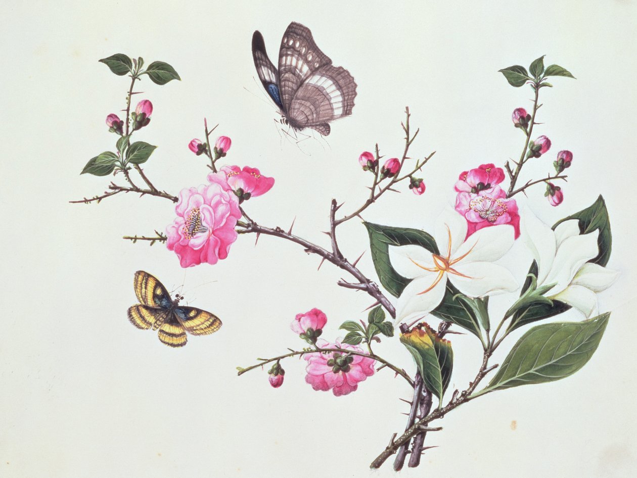 Japonica, Magnólia és Pillangók alkotó: Chinese School
