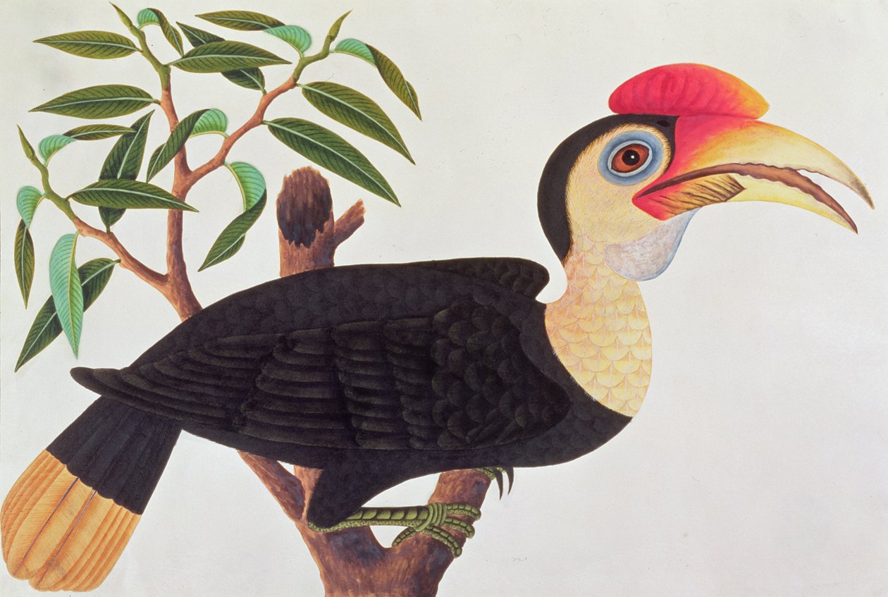 Ke-ke, a Drawings of Birds from Malacca, 1805-1818 körül (wc papíron) alkotó: Chinese School