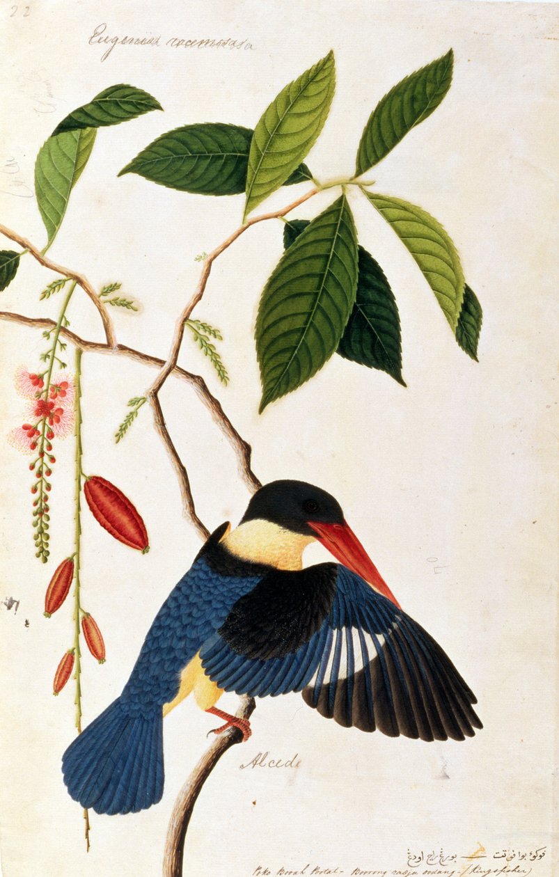 Kingfisher vagy Alced, Poko Booah Portal, Burung radja udang, a Drawings of Birds from Malacca, 1805-1818 körül (wc papíron) alkotó: Chinese School