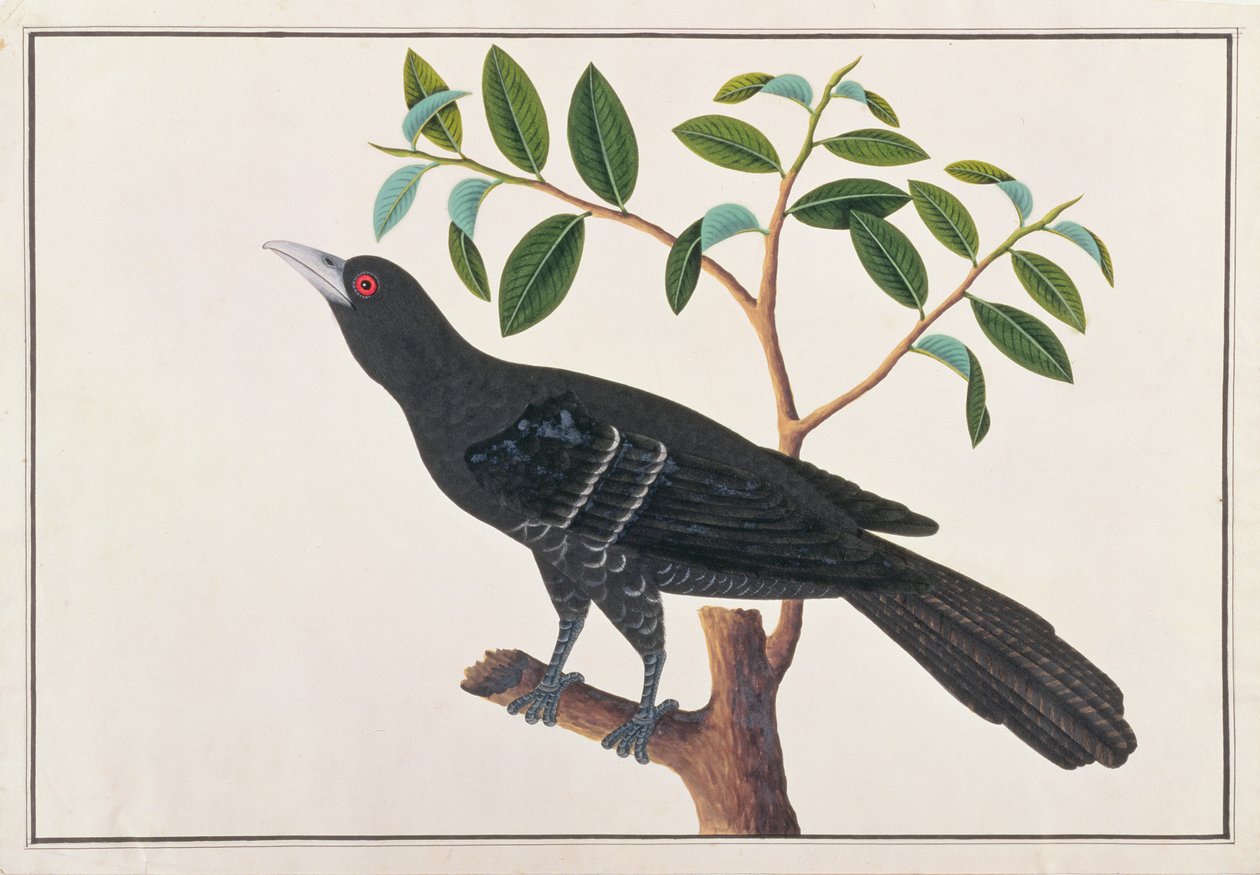 Koel, a Drawings of Birds from Malacca, 1805-1818 körül (wc papíron) alkotó: Chinese School