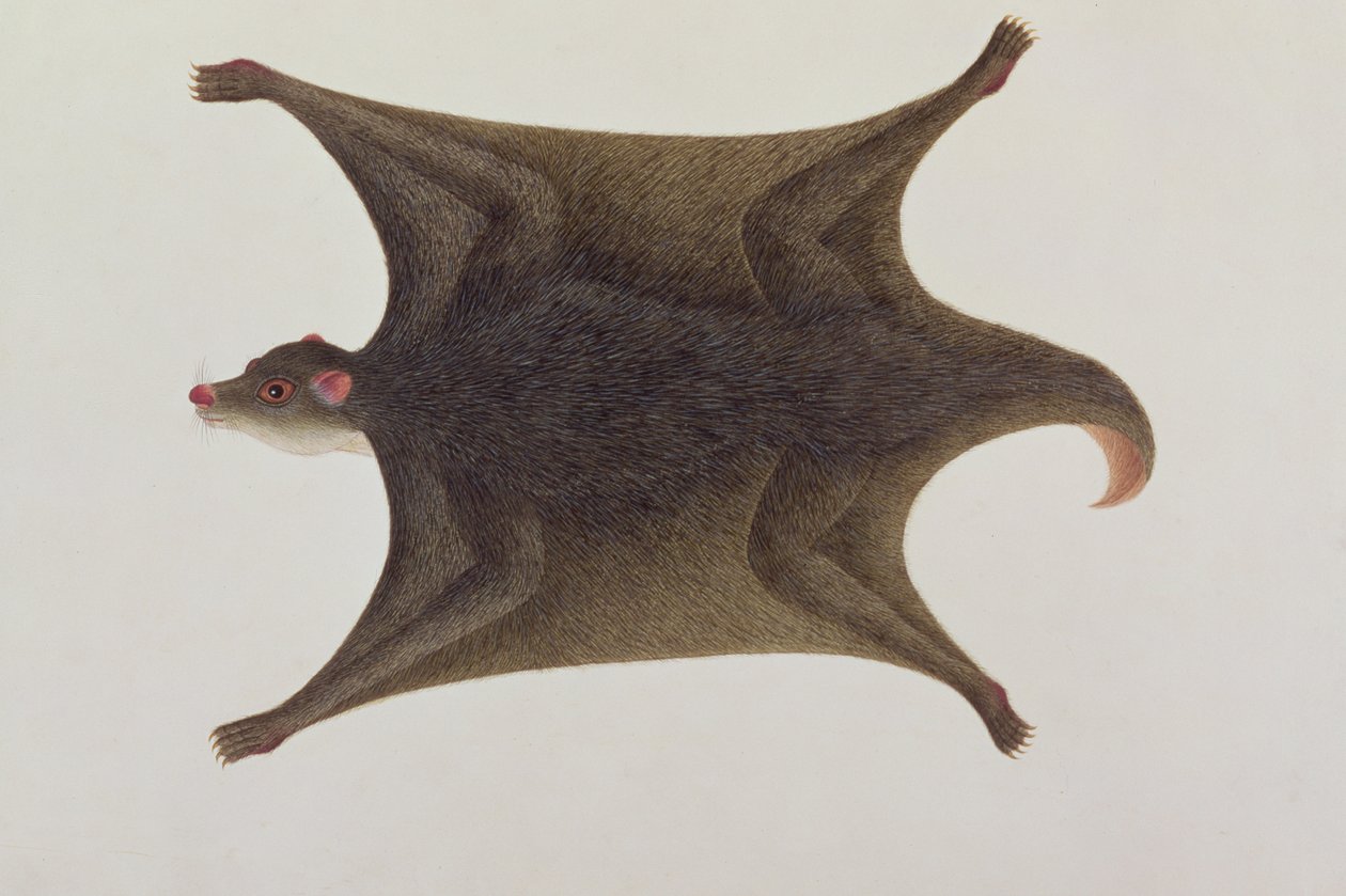 Koolong (maláj) Lemur, Makané, Rajzok a malackai állatokról, rovarokról és hüllőkről, 1805-1818 körül (wc és gouache papíron) alkotó: Chinese School
