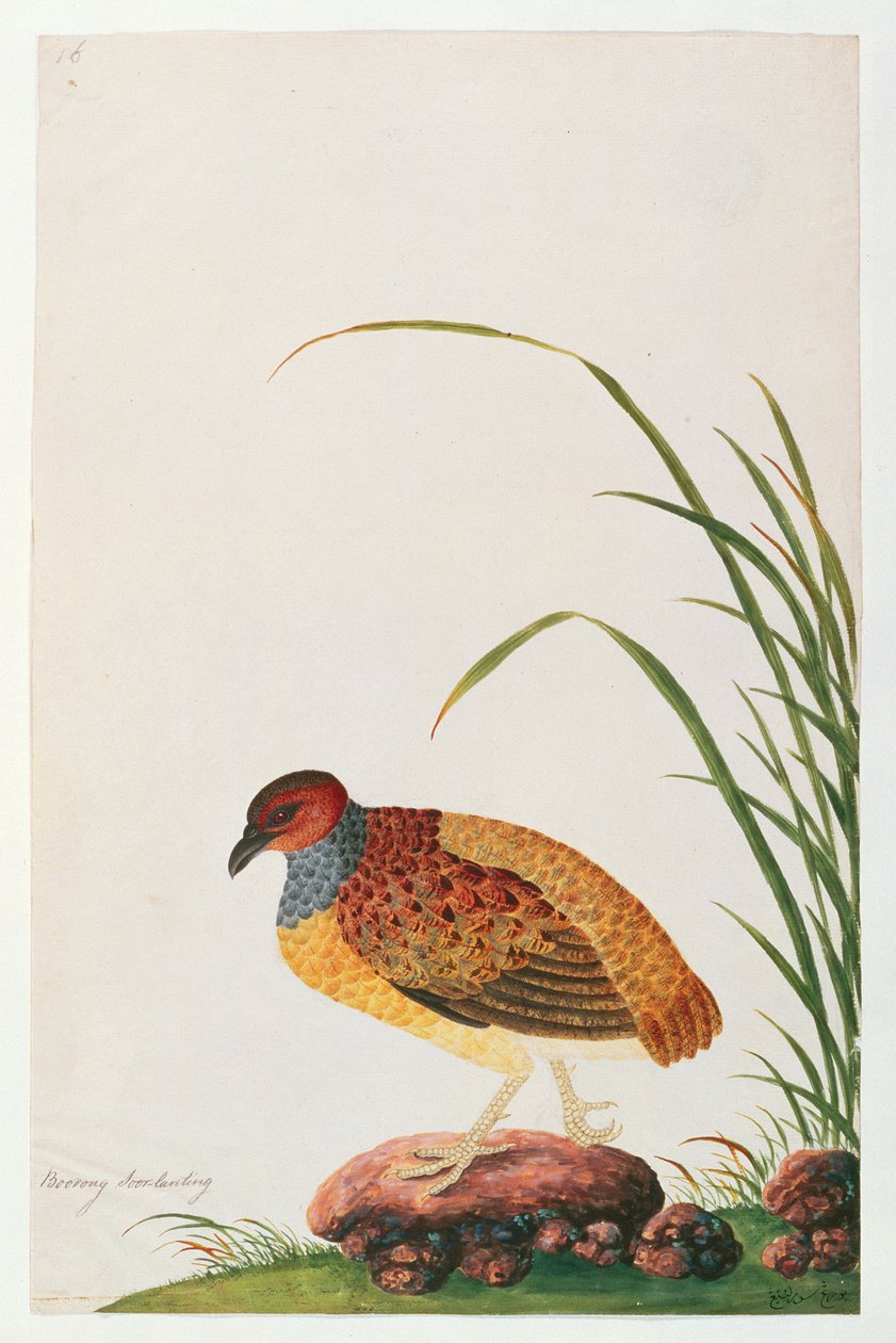 Hosszúcsőrű fogoly, a Malaccai madarak rajzaiból, 1805-1818 körül (wc papíron) alkotó: Chinese School