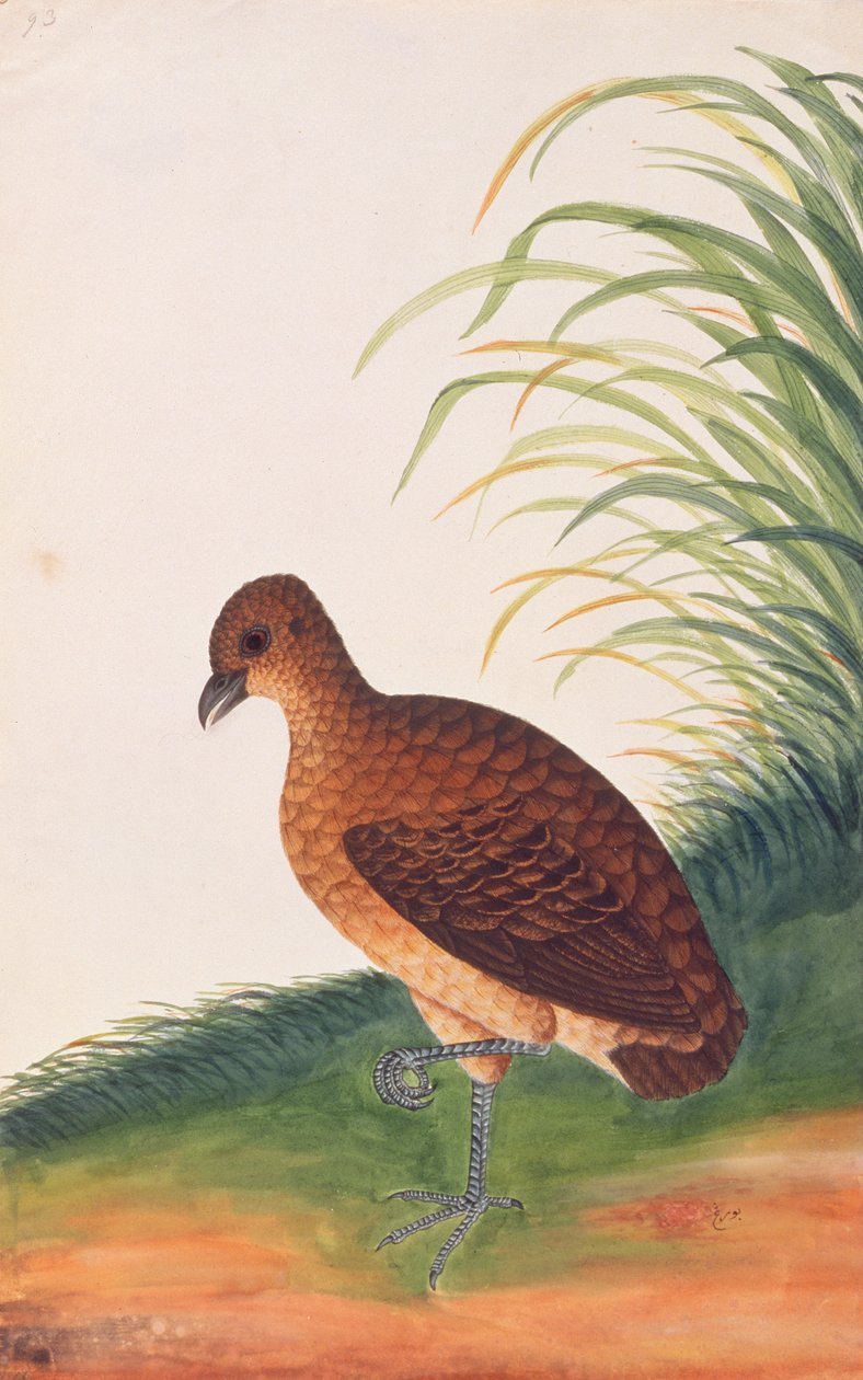 Hosszúcsőrű fogoly, a Malaccai madarak rajzaiból, 1805-1818 körül (wc papíron) alkotó: Chinese School
