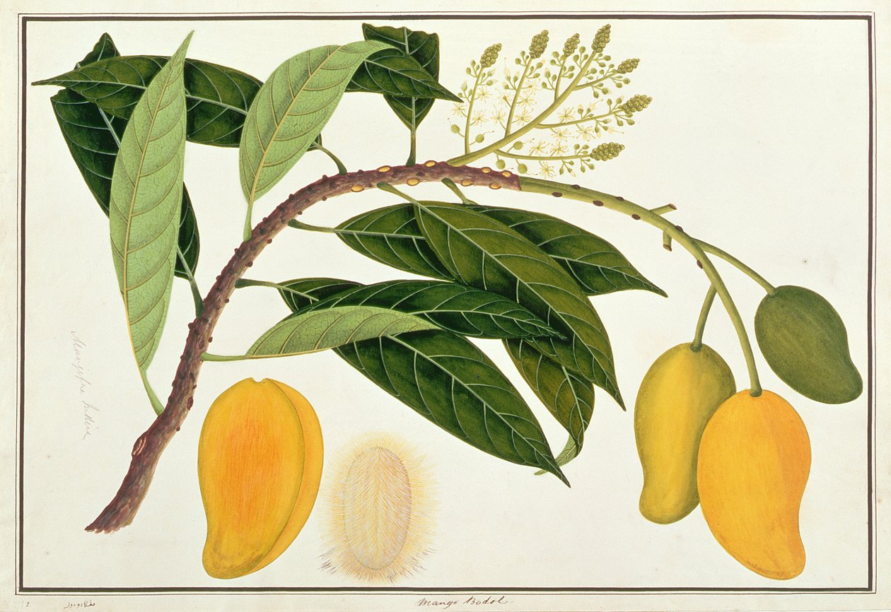 Mango Bodol, Malacca növényrajzaiból, 1805-1818 körül (wc papíron) alkotó: Chinese School