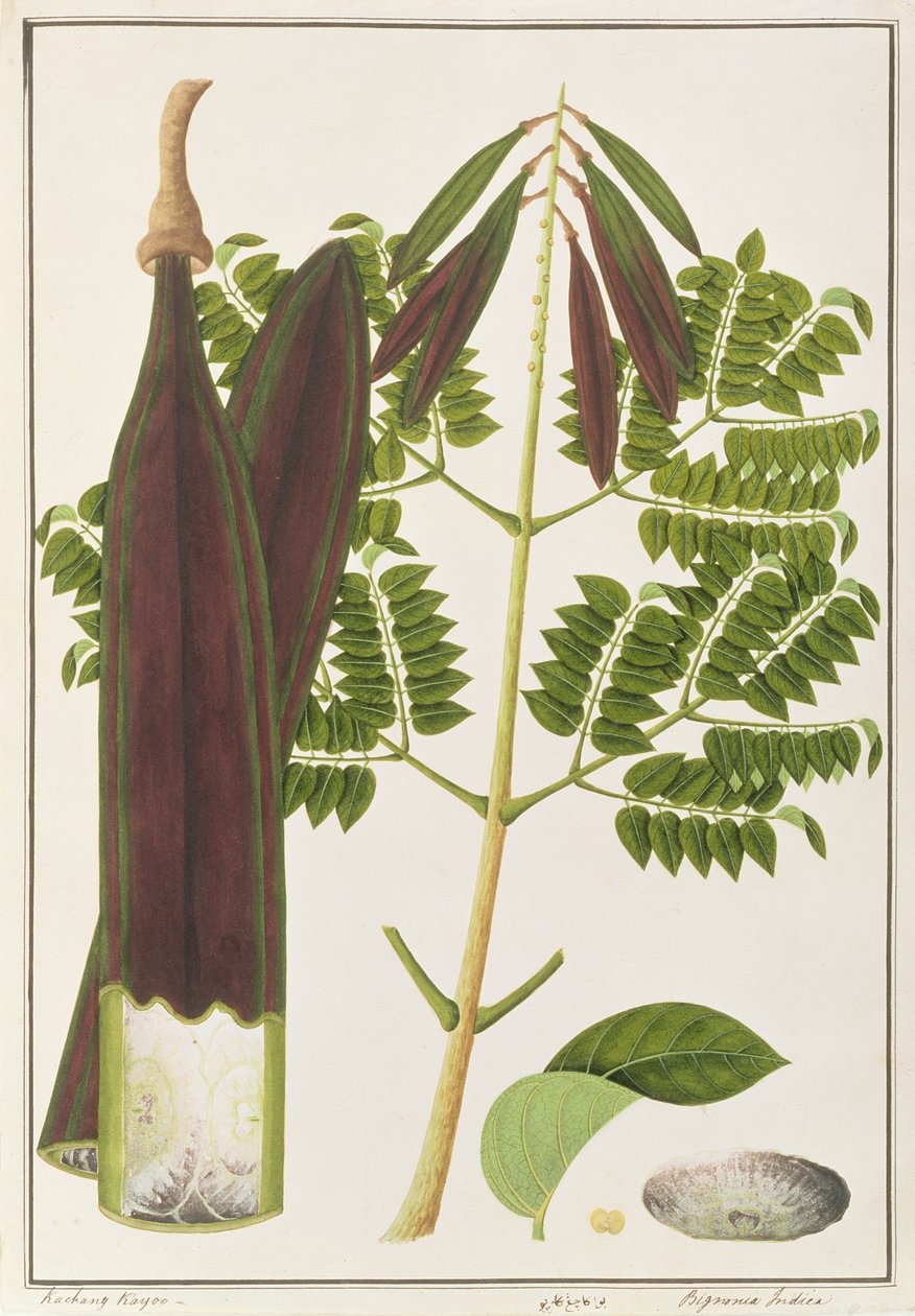 Midnight Horror, a Drawings of Plants from Malacca, 1805-1818 körül (wc papíron) alkotó: Chinese School