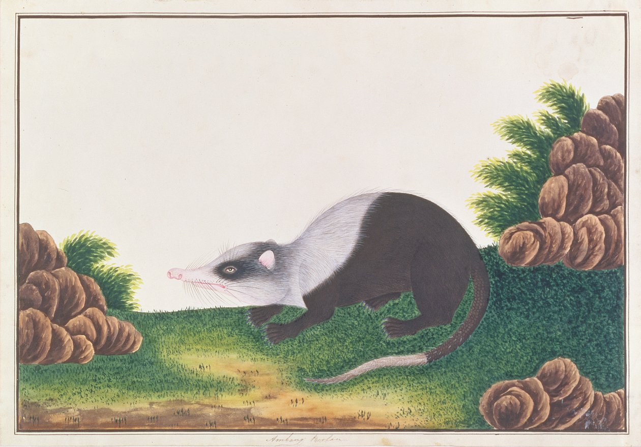 Moonrat, Rajzok az állatokról, rovarokról és hüllőkről Malacca-ból, 1805-1818 körül (wc és gouache papíron) alkotó: Chinese School