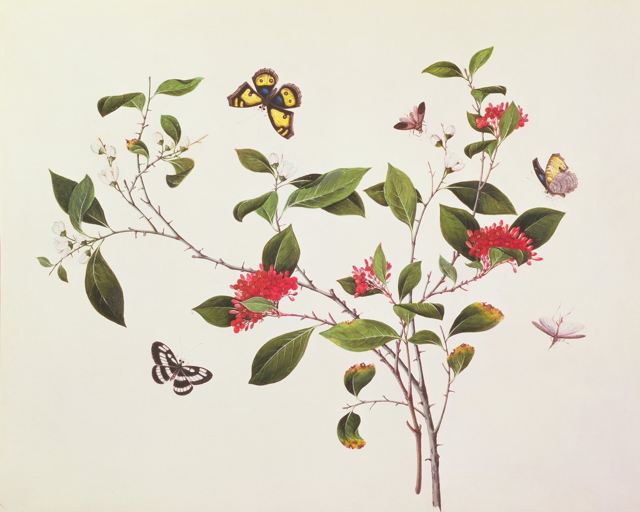 Növénytanulmány pillangókkal és rovarokkal, 1800 körül alkotó: Chinese School