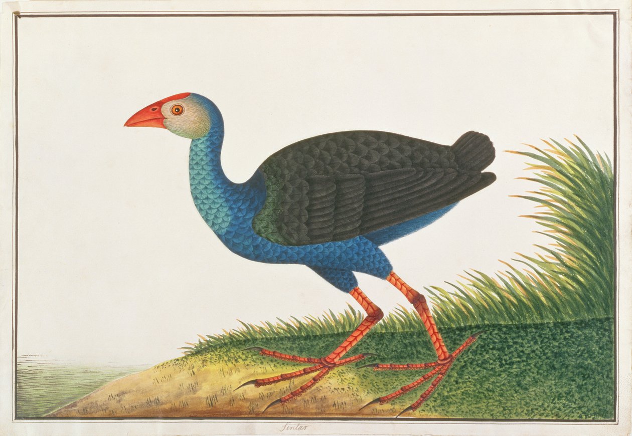 Purple Swamphen, a Madarak rajzaiból, 1805-1818 körül (wc papíron) alkotó: Chinese School
