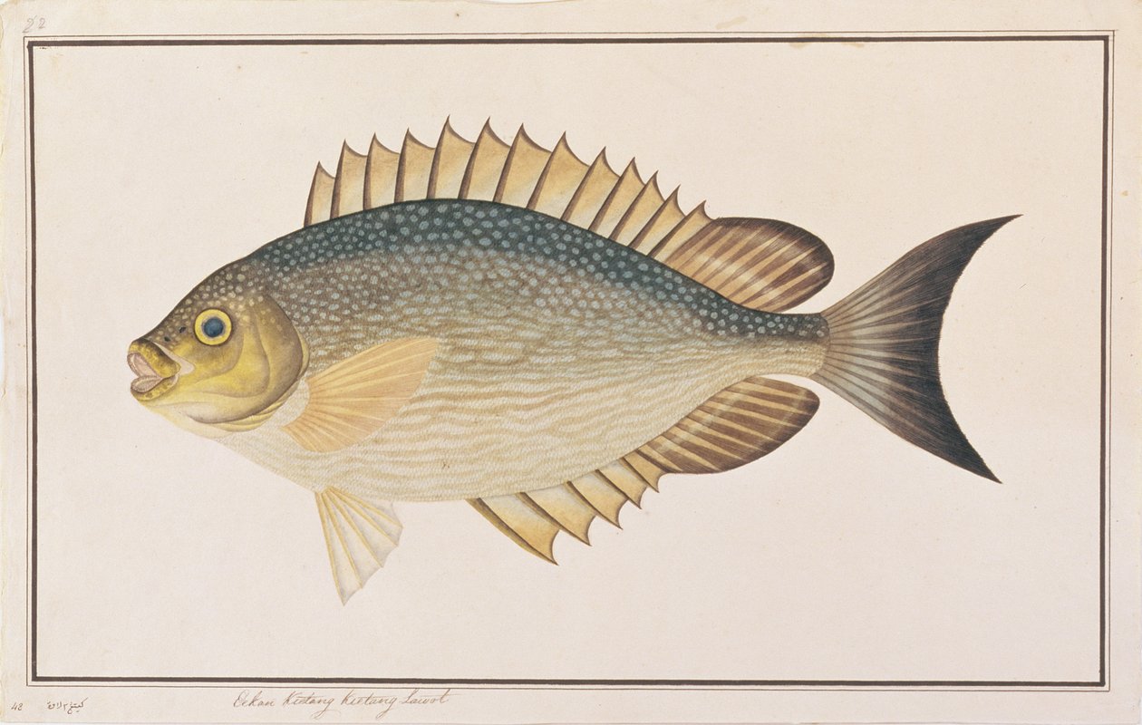 Rabbitfish, a Drawings of Fishes from Malacca, 1805-1818 körül (wc papíron) alkotó: Chinese School