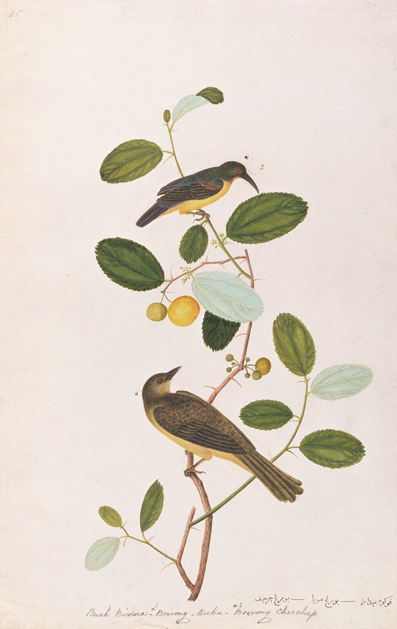 Red-throated Sunbird and Red-eyed Bulbul, Drawings of Birds from Malacca, 1805-1818 (wc papíron) alkotó: Chinese School
