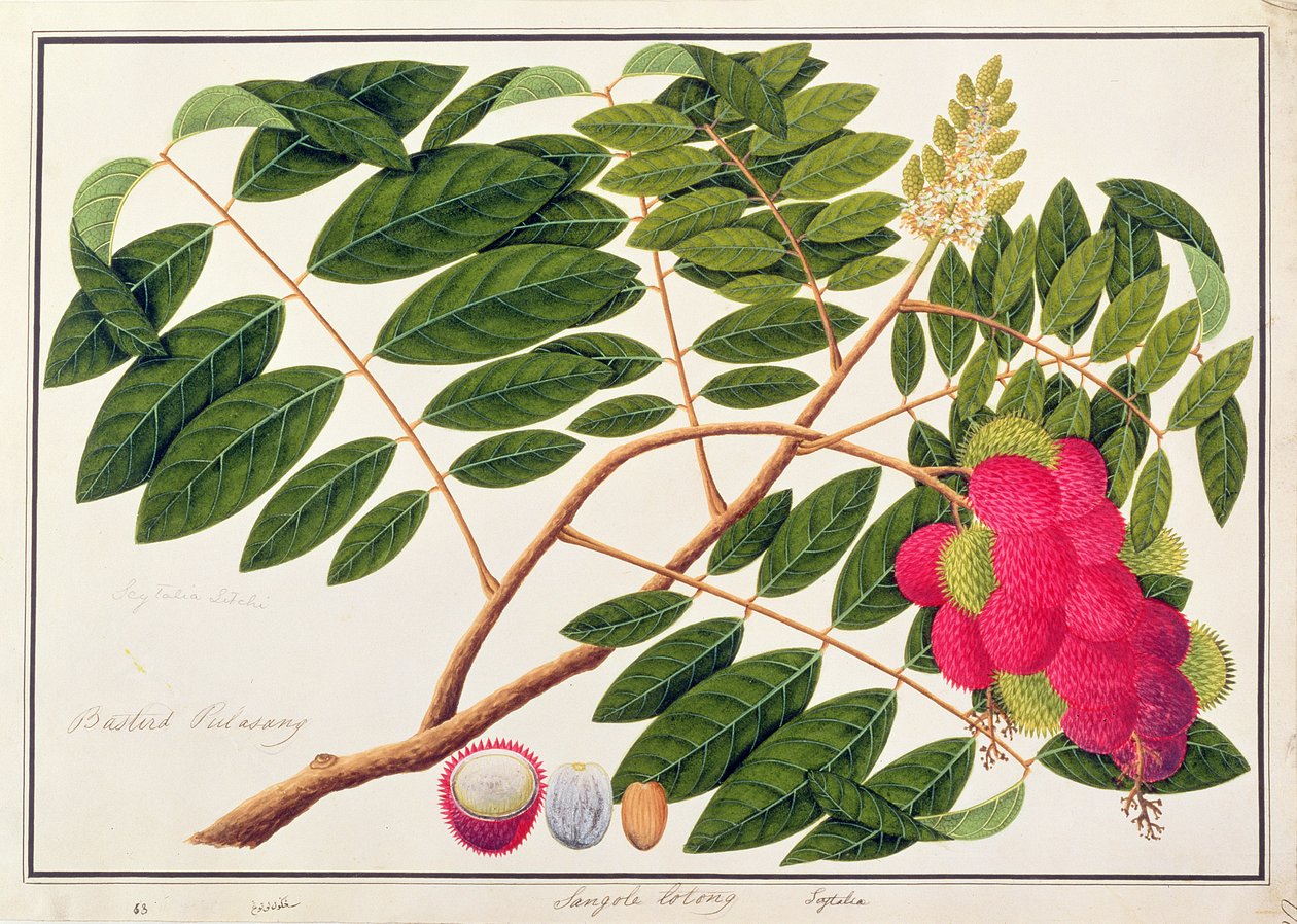 Sangole latong, a Növényrajzok Malacca-ból, 1805-1818 körül (wc papíron) alkotó: Chinese School