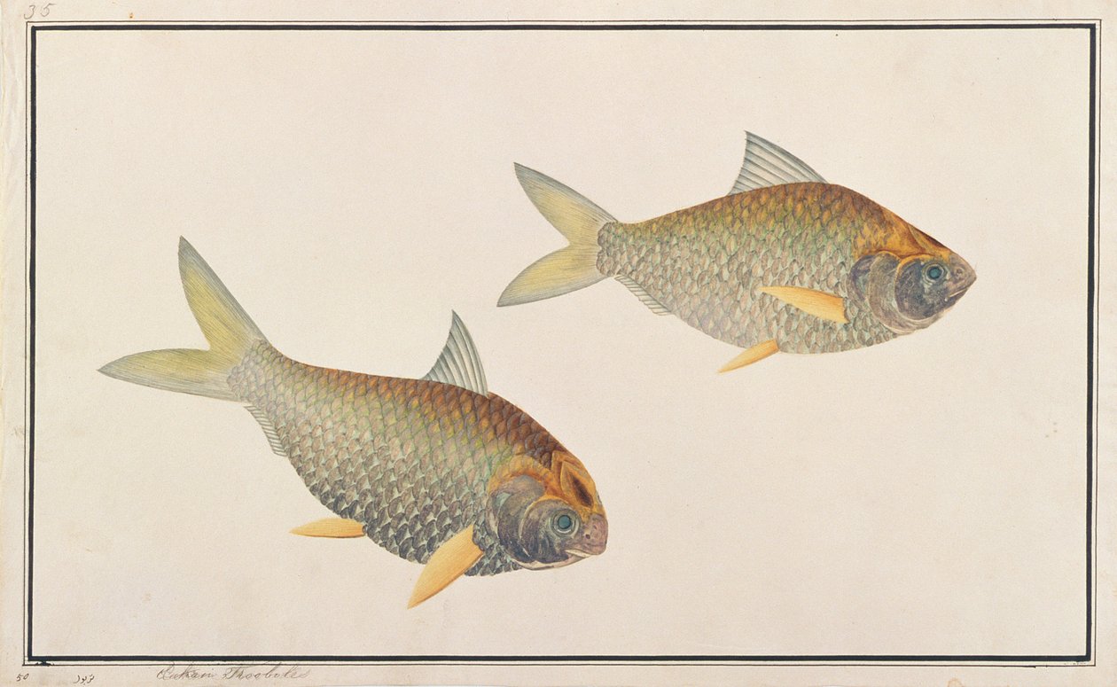 Shad, a Drawings of Fishes from Malacca, 1805-1818 körül (wc papíron) alkotó: Chinese School