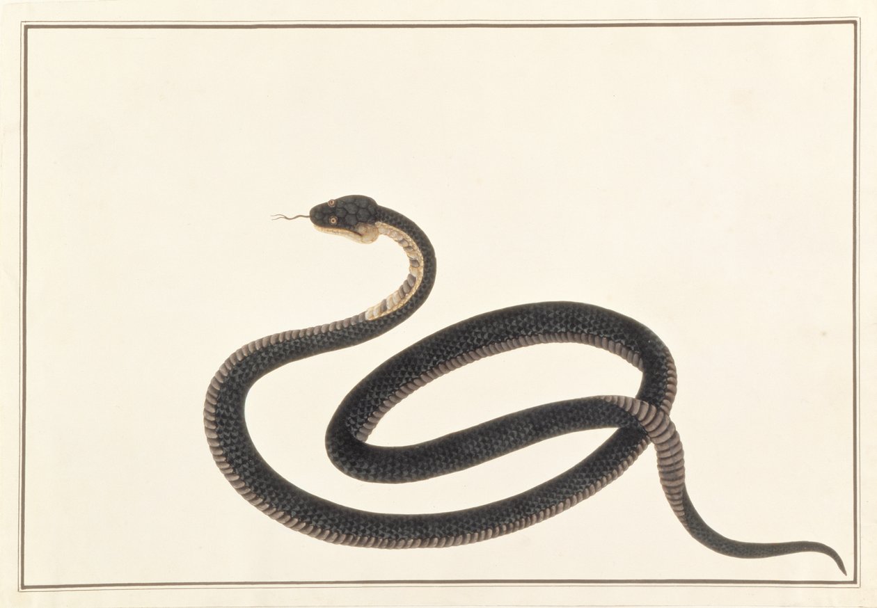 Kígyó, Rajzok állatokról, rovarokról és hüllőkről Malaccából, 1805-1818 körül (guache és wc papíron) alkotó: Chinese School