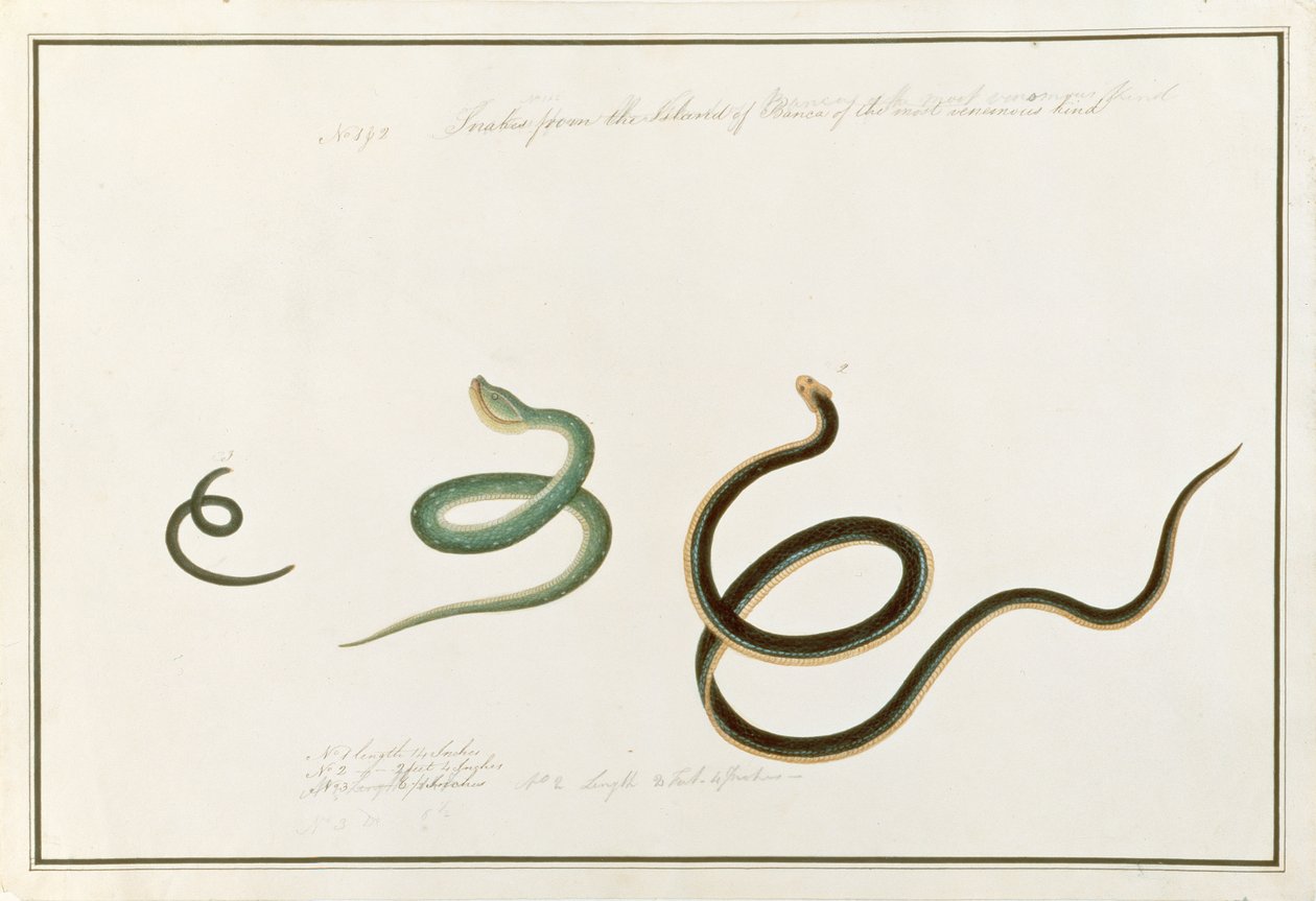 A kígyók alkotják Banca legmérgezőbb szigetét, az állatokról, rovarokról és hüllőkről készült malackai rajzokat, 1805-1818 körül (wc és gouache papíron) alkotó: Chinese School