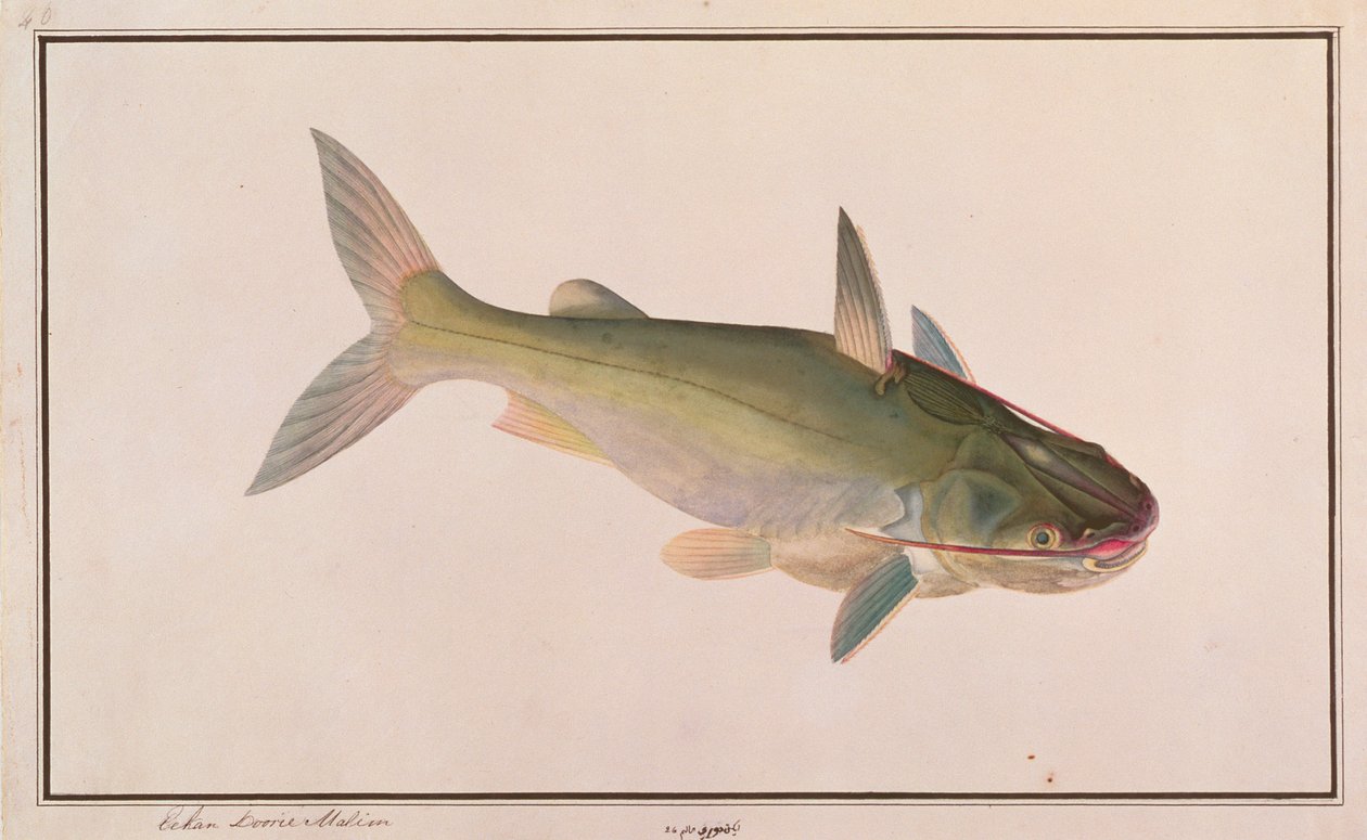 Katonaharcsa, a Drawings of Fishes from Malacca, 1805-1818 körül (wc papíron) alkotó: Chinese School