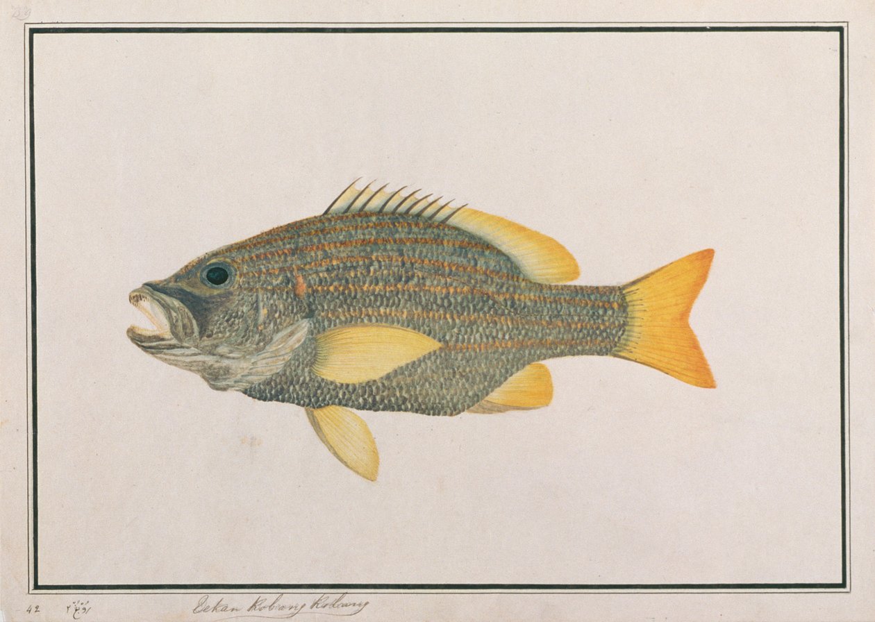Spanish Flag Snapper, a Drawings of Fishes from Malacca, 1805-1818 körül (wc papíron) alkotó: Chinese School