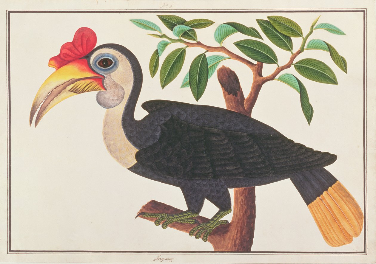 Ráncos szarvascsőrű, a Madarak rajzaiból Malaccából, 1805-1818 körül (wc papíron) alkotó: Chinese School