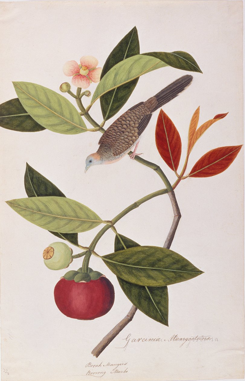 Zebra galamb, a Madarak rajzaiból Malaccából, 1805-1818 körül (wc papíron) alkotó: Chinese School