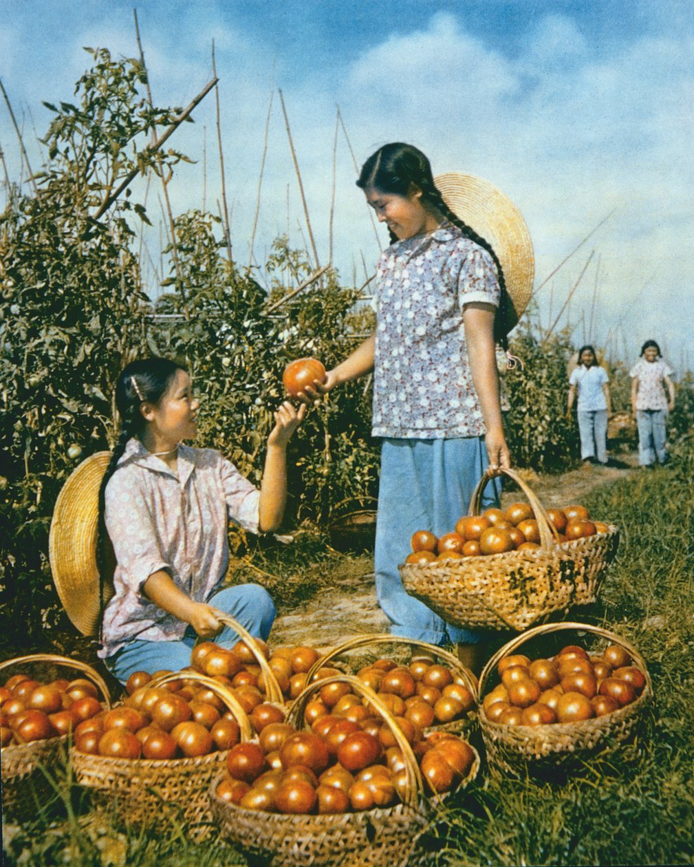 Kínai élelmiszertermelés: érett paradicsom alkotó: Chinese Photographer
