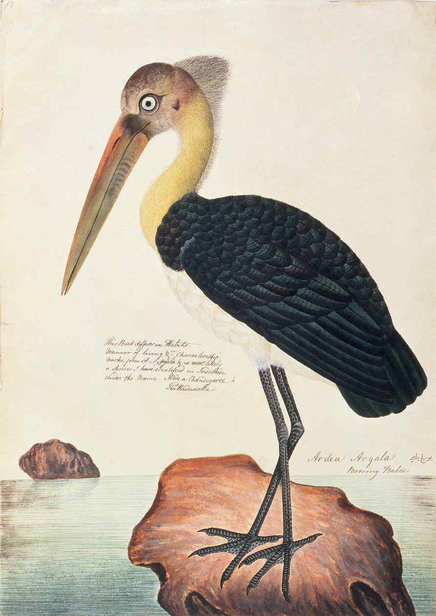 Ardea Argala, a Madarak rajzaiból, 1805-1818 körül (wc papíron) alkotó: Chinese School
