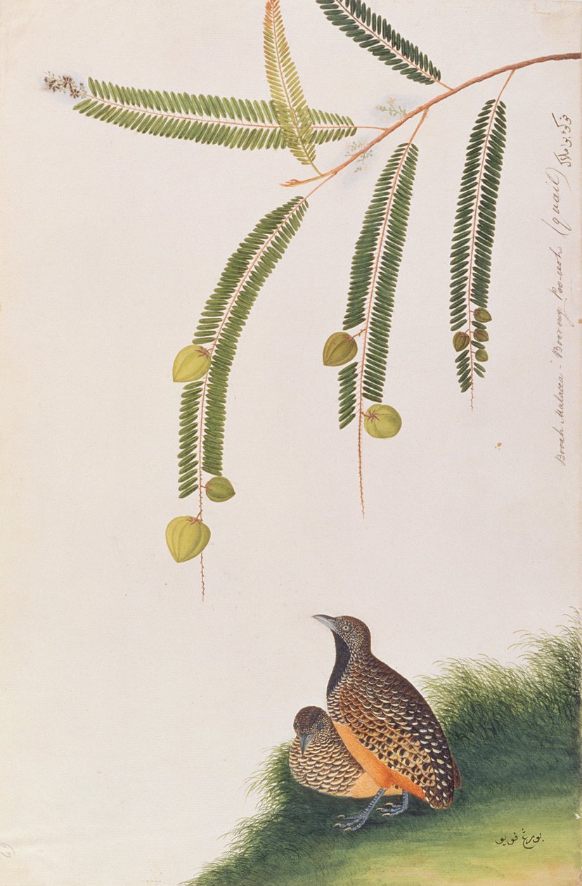 Barred Buttonquail, a Malaccai madarak rajzaiból, 1805-1818 körül (wc papíron) alkotó: Chinese School