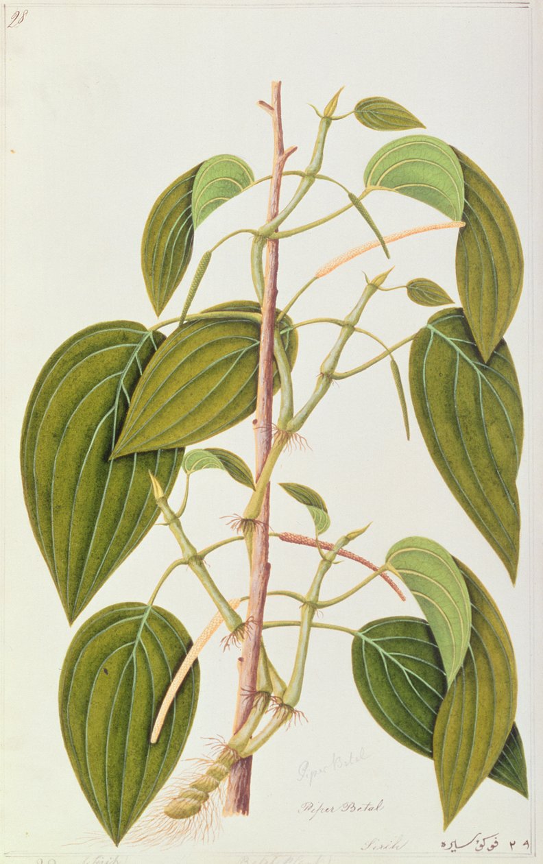 Betel Leaf, Ötvenöt rajz a malackai gyógynövényekről, 1. kötet, 1805-1818 körül (wc papíron) alkotó: Chinese School