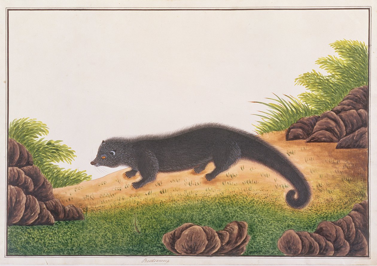 Binturong, Rajzok az állatokról, rovarokról és hüllőkről Malaccából, 1805-1818 körül (wc és gouache papíron) alkotó: Chinese School