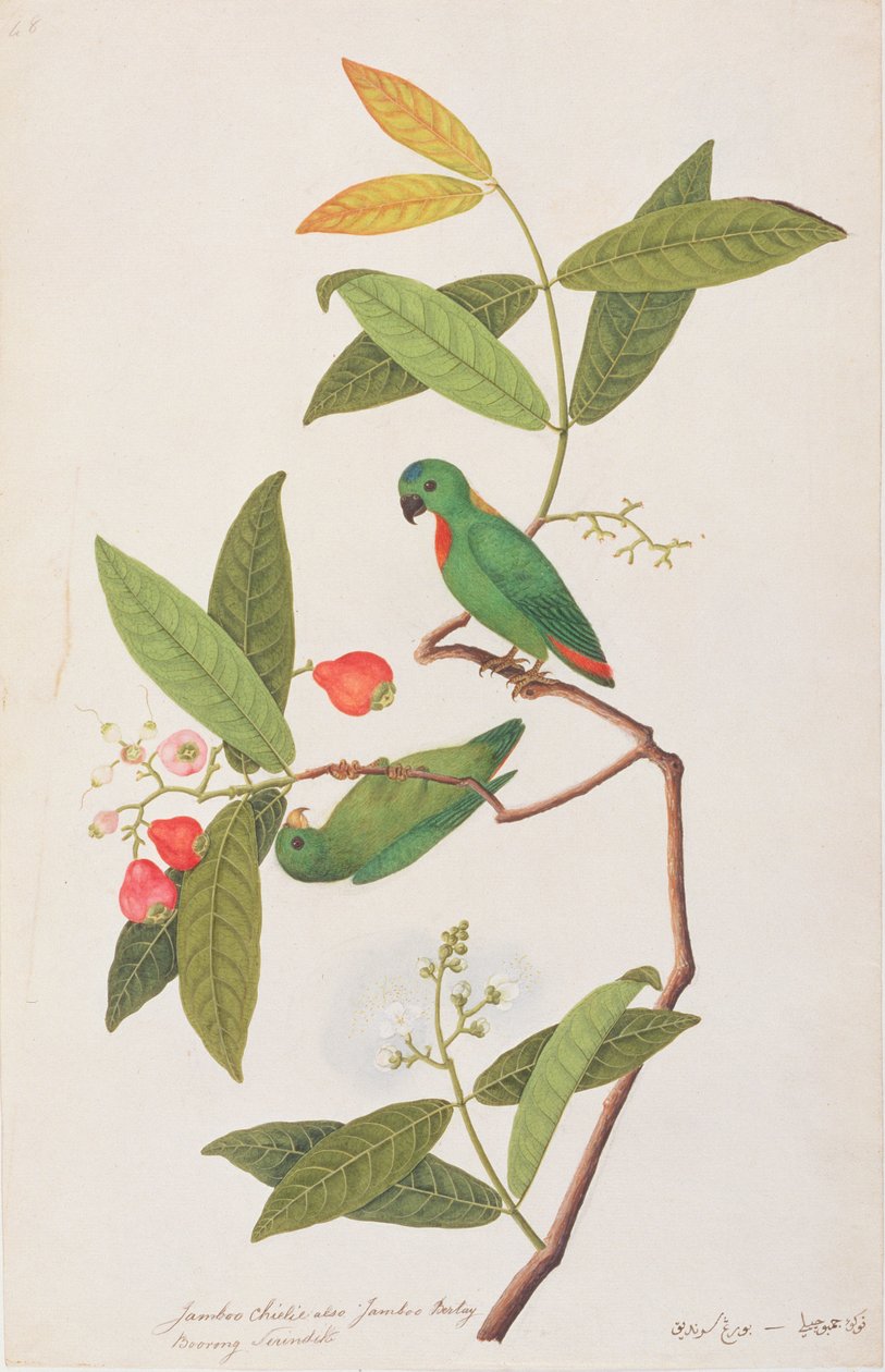 Kék koronás lógó papagáj, Malacca madárrajzaiból, 1805-1818 körül (wc papíron) alkotó: Chinese School