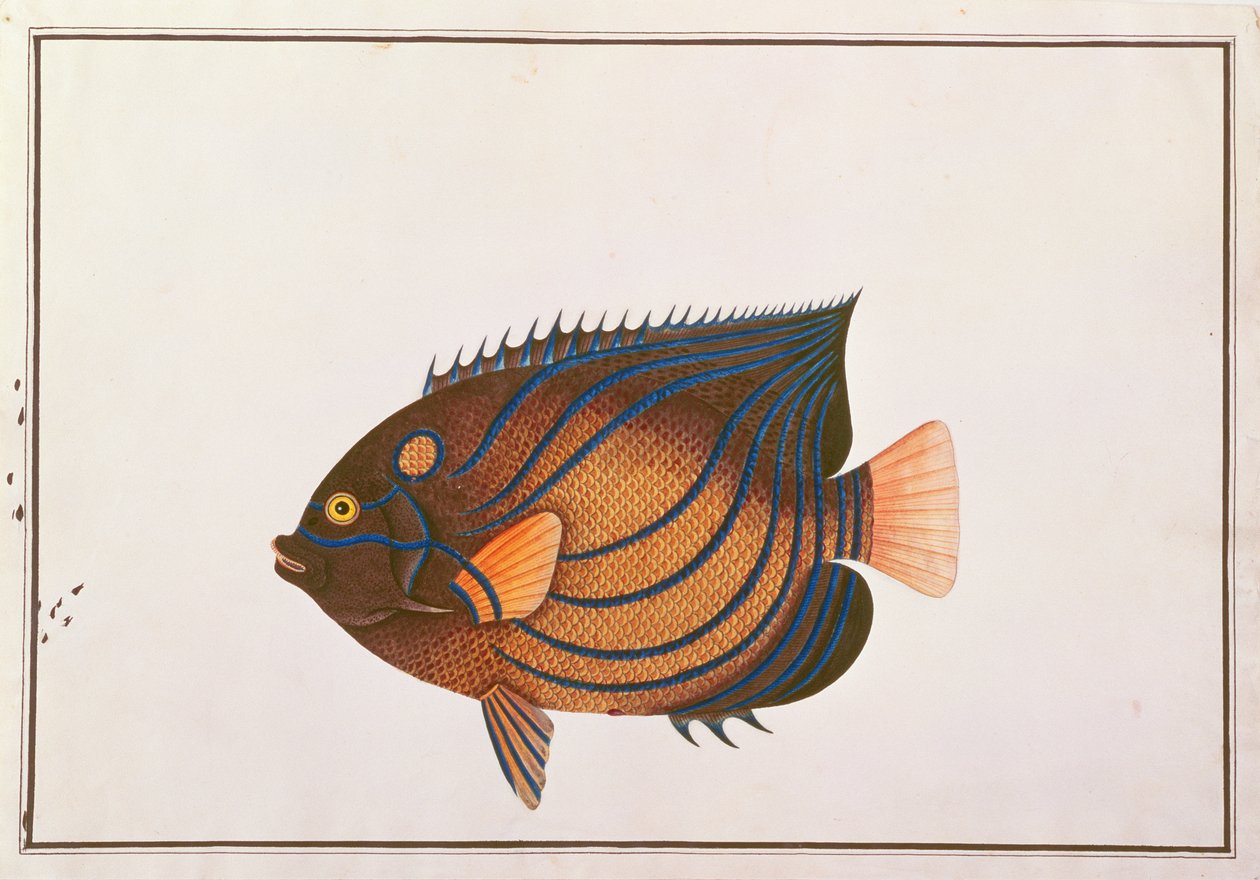 Kékgyűrűs angyalhal, a Malaccai halak rajzaiból, 1805-1818 körül (wc papíron) alkotó: Chinese School