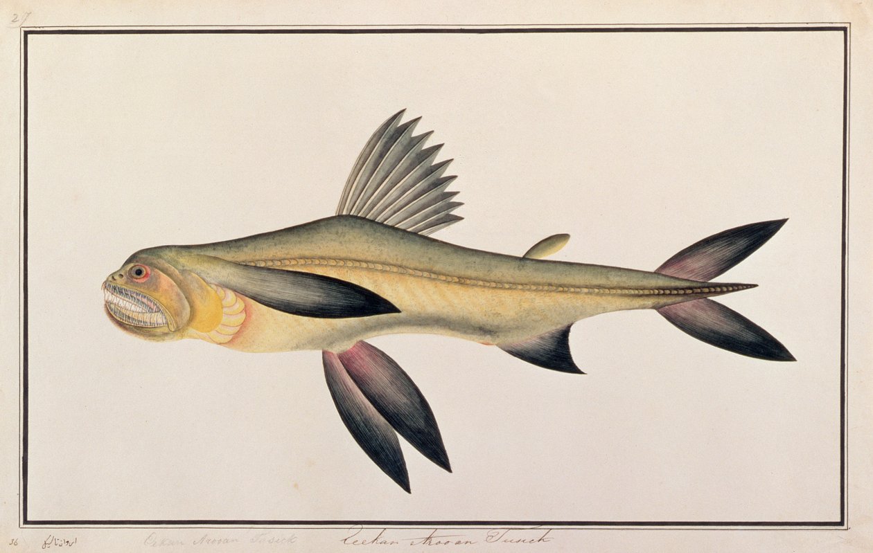 Bombay Duck, a Drawings of Fishes from Malacca, 1805-1818 körül (wc papíron) alkotó: Chinese School