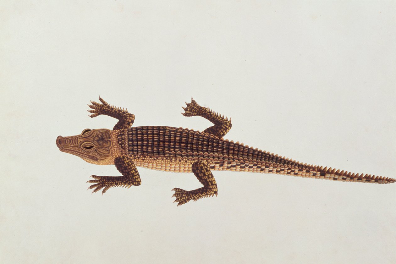 Boo-ay-ah Alligátor, Rajzok állatokról, rovarokról és hüllőkről Malacca-ból, 1805-1818 körül (wc és gouache papíron) alkotó: Chinese School
