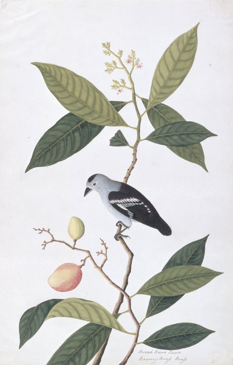 Booah Nawa Hawa, a Drawings of Birds from Malacca, 1805-1818 körül (wc papíron) alkotó: Chinese School
