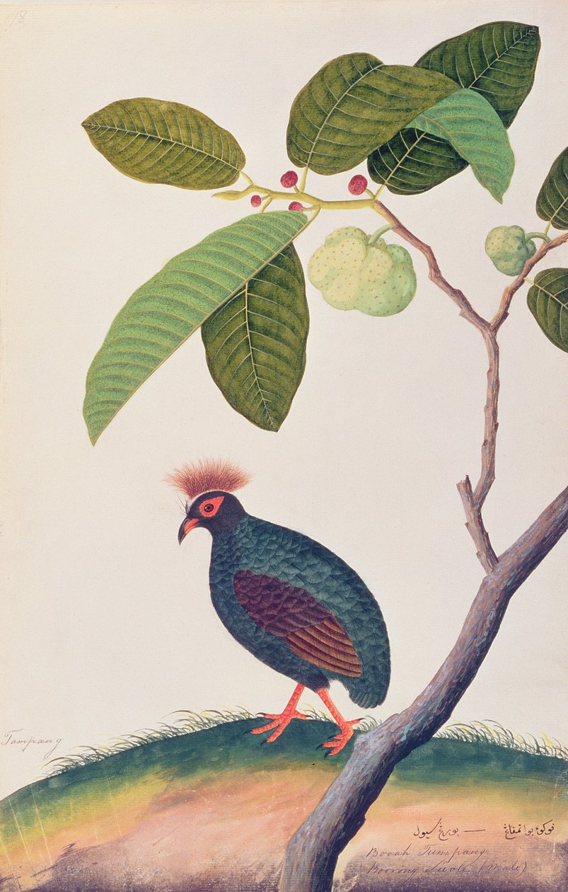 Booah Tumpang, a Madarak rajzaiból, 1805-1818 körül (wc papíron) alkotó: Chinese School