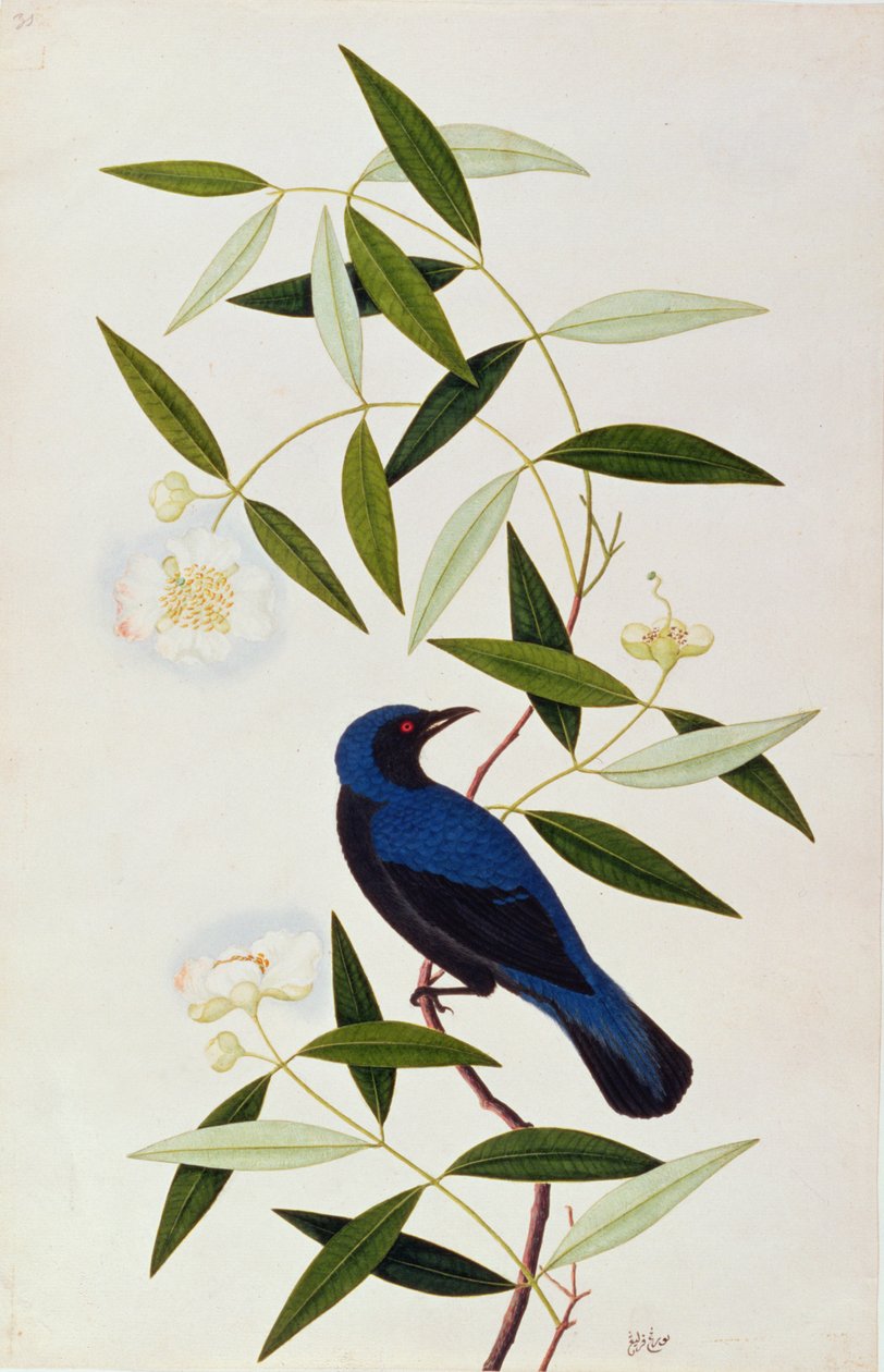 Boorah Farleeh, a Drawings of Birds from Malacca, 1805-1818 körül (wc papíron) alkotó: Chinese School