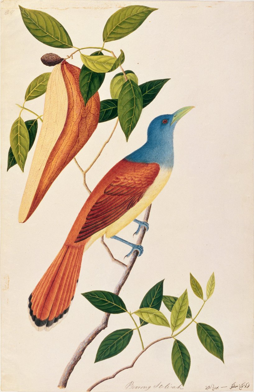Boorong Seli-ah, a Drawings of Birds from Malacca, 1805-1818 körül (wc papíron) alkotó: Chinese School