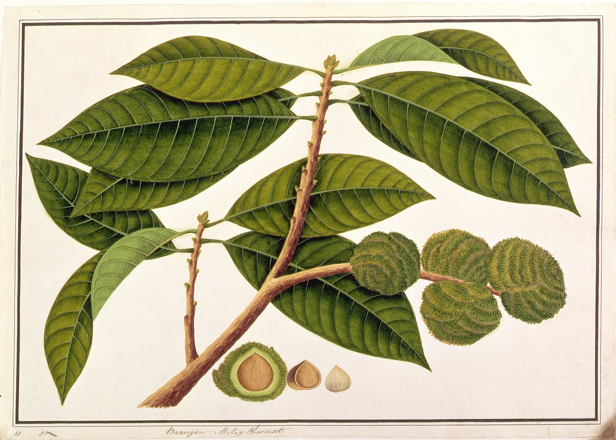 Brangam vagy maláj gesztenye, Malacca növényrajzaiból, 1805-1818 körül (wc papíron) alkotó: Chinese School