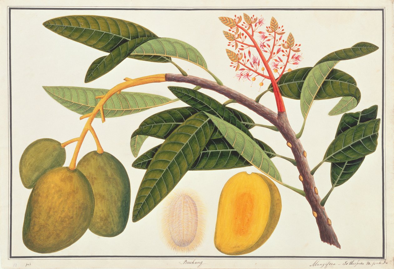 Buihang Mangifera, a Növényrajzok Malacca-ból, 1805-1818 körül (wc papíron) alkotó: Chinese School