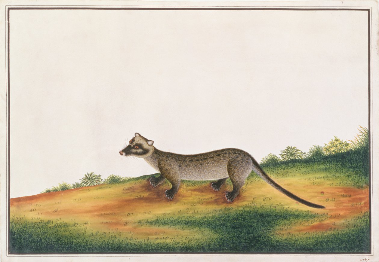 Common Palm Civet, Rajzok állatokról, rovarokról és hüllőkről Malaccából, 1805-1818 körül (guache és wc papíron) alkotó: Chinese School
