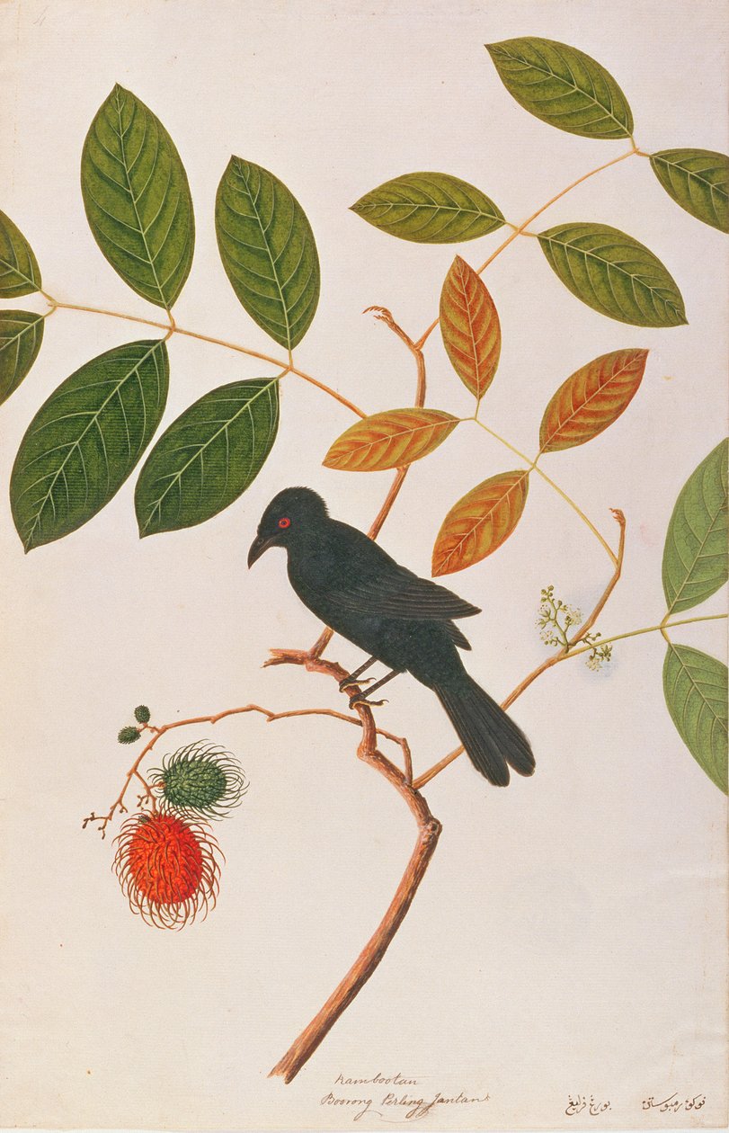 Varjúcsőrű drongó, a Drawing of Birds from Malacca, 1805-1818 körül (wc papíron) alkotó: Chinese School