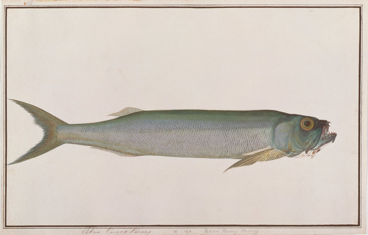 Dorab farkashering, a Drawings of Fishes from Malacca, 1805-1818 körül (wc papíron) alkotó: Chinese School