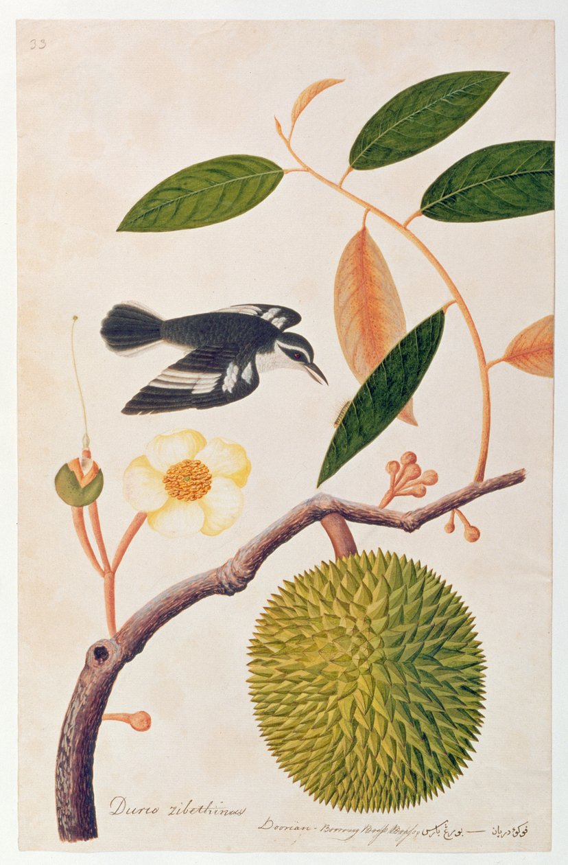 Durie zibethinus, Dorrian vagy Boorong Brass Brass, a Drawings of Birds from Malacca, 1805-1818 körül (wc papíron) alkotó: Chinese School