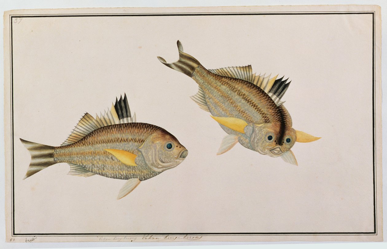 Eekan King-kerong, a Drawings of Fishes from Malacca, 1805-1818 körül (wc papíron) alkotó: Chinese School